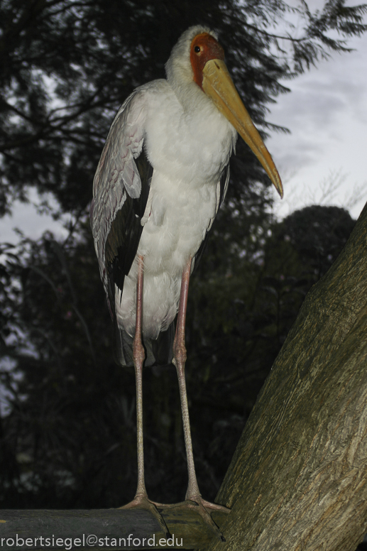 yellow-billed stork